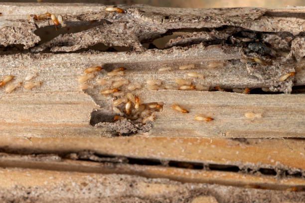 Trusted Lindenwold, NJ Pest Control Experts